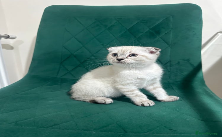 Scottish Fold cats - Advert 12