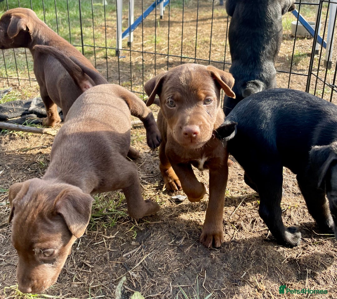 Patterdale Terrier dogs for sale: Gorgeous patterdale pups for sale  - Image 11