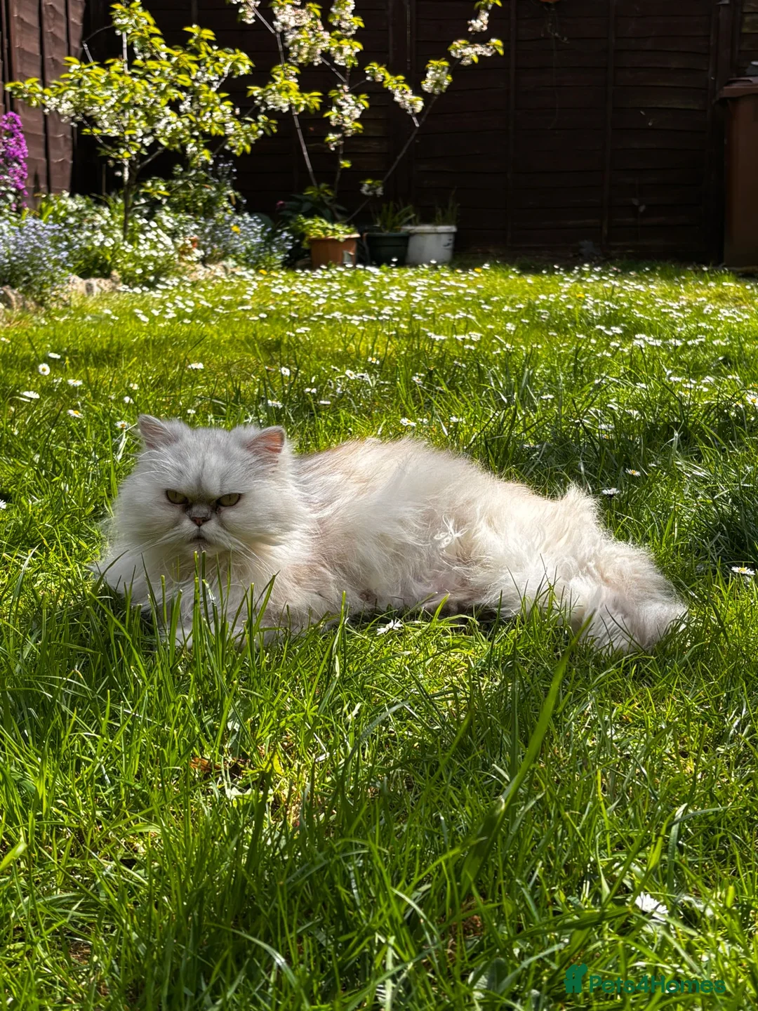 Persian cats for sale: Persian kittens  in Ipswich - Advert 6