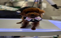 Toy Poodle dogs for sale: Asian teddy face toy poodles boys - Image 13