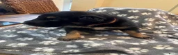 Mixed Breed dogs for sale: Border Collie x Kelpie Puppies in Caernarfon - Advert 13