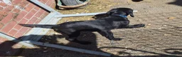 Mixed Breed dogs for sale: Pointador's (Lab x GSP) - Advert 6