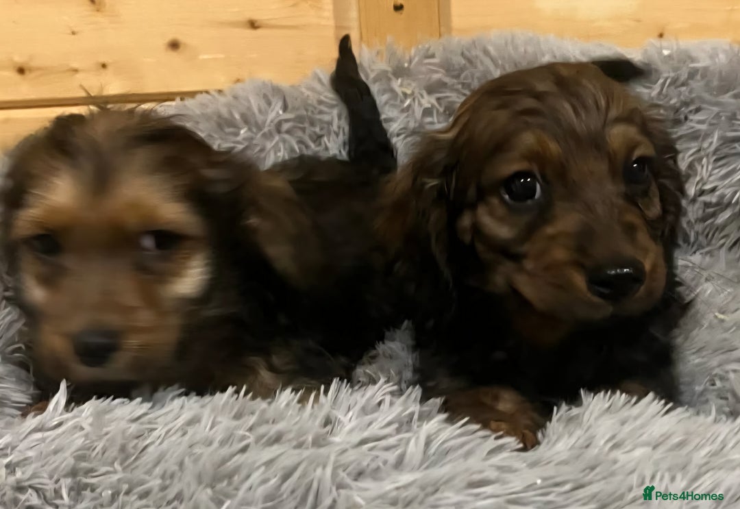 Mixed Breed dogs for sale: Dashound x jack Russell pups - Advert 4