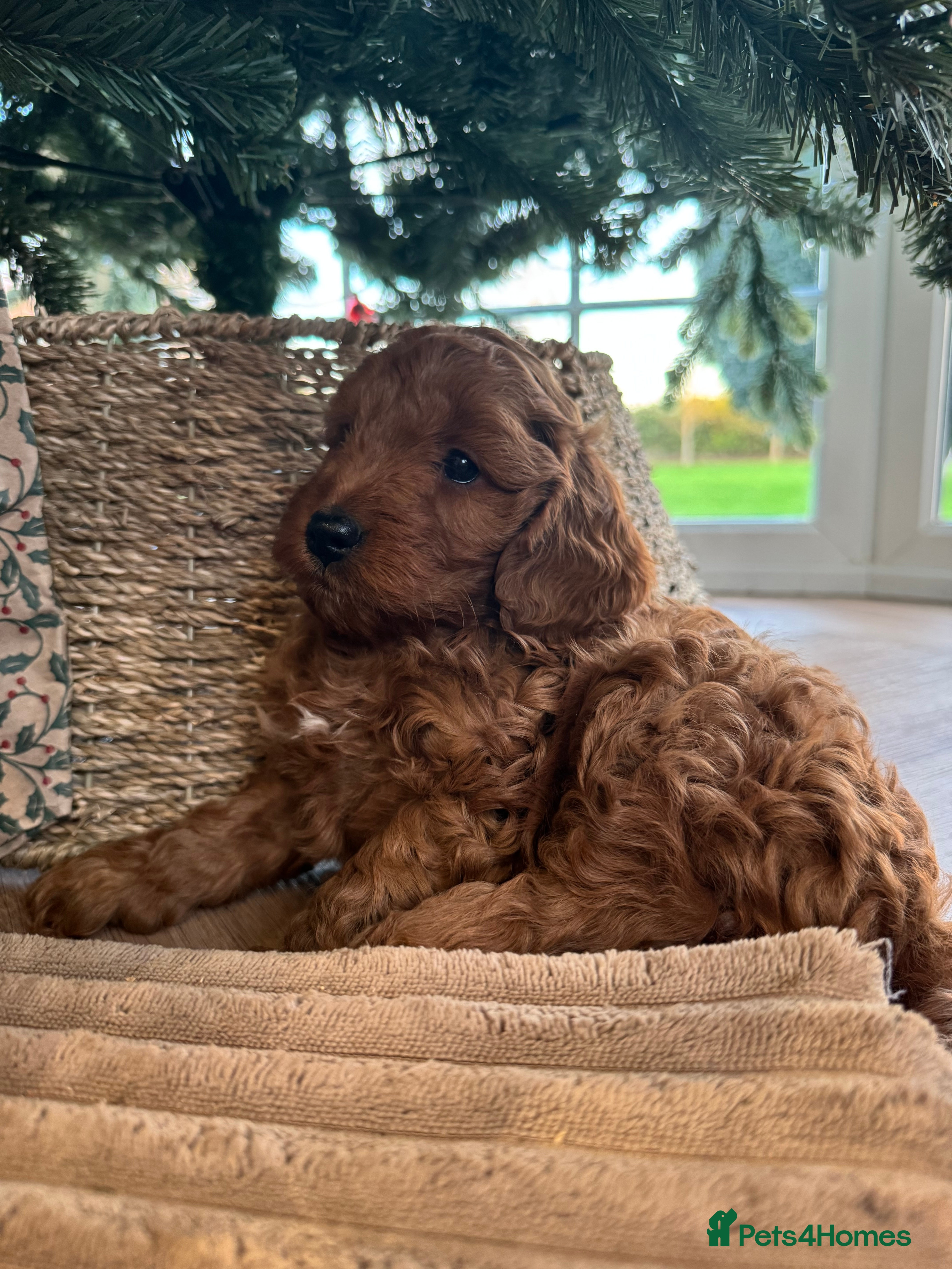 Cockapoo dogs Red cockapoos *DNA CLEAR* - Advert 12