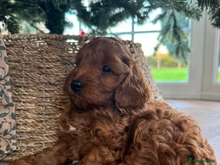 Cockapoo dogs Red cockapoos *DNA CLEAR* - Advert 12