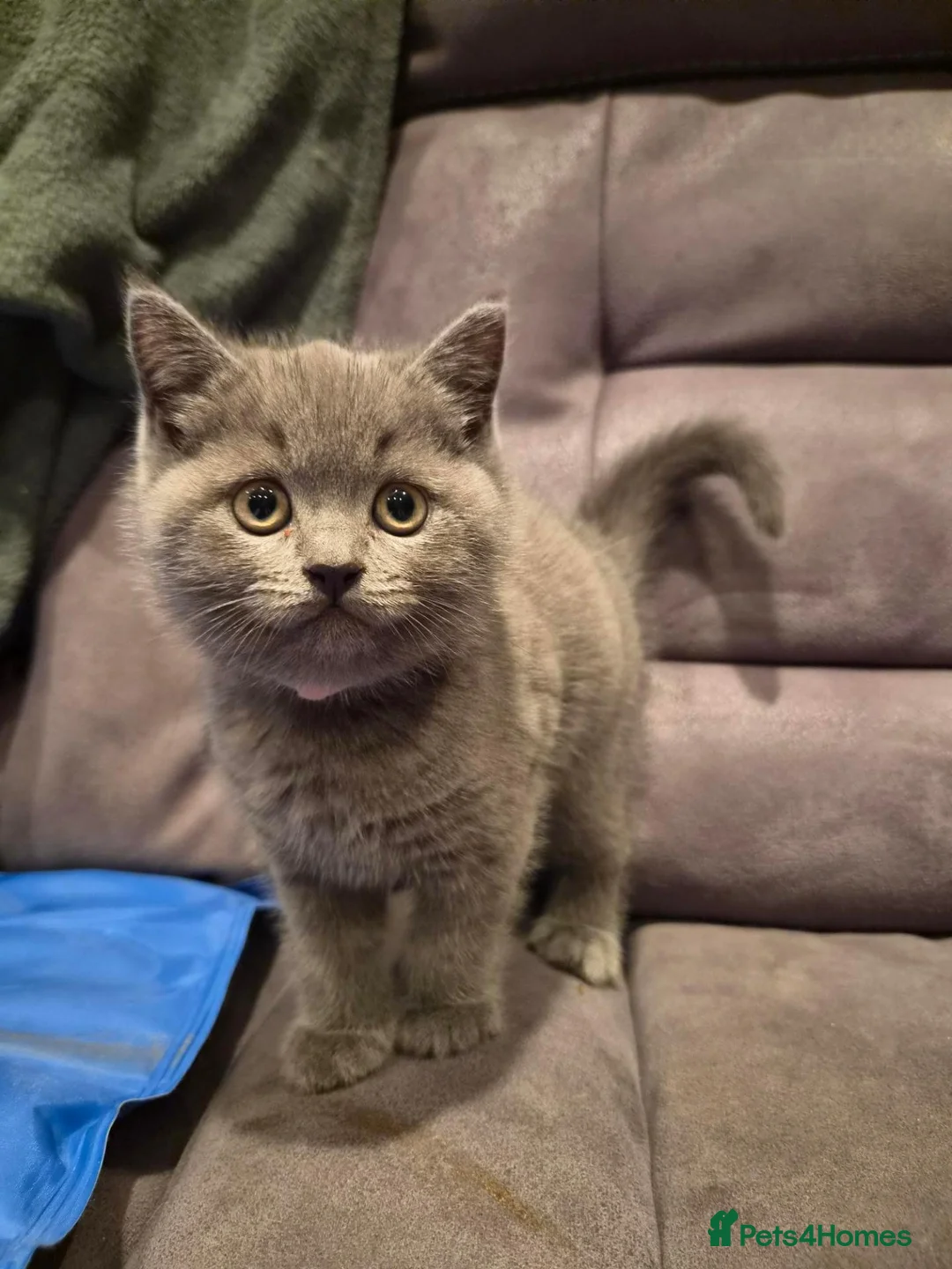 British Shorthair cats for sale: 6 Beautiful BSH Kittens - Advert 2