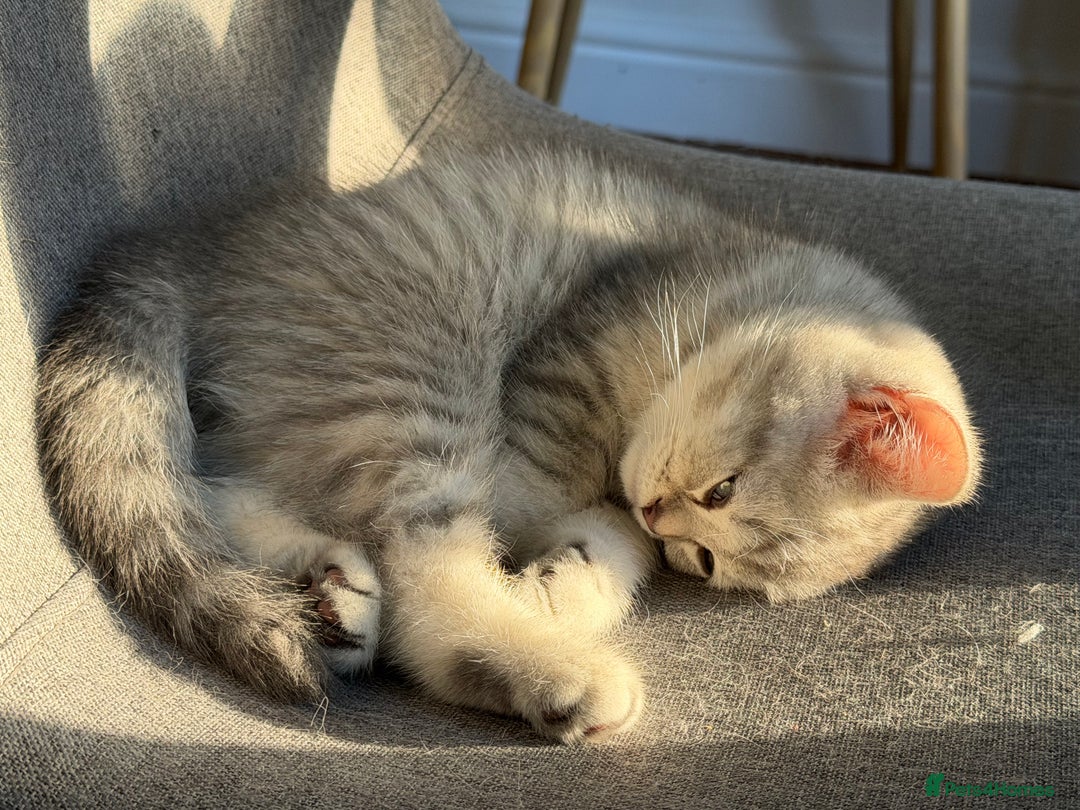 Scottish Fold cats for sale: Perfect  **  - Advert 14