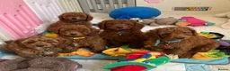 Cavapoo dogs for sale: Outstanding quality, F1b super dark red Cavapoo’s  - Advert 2