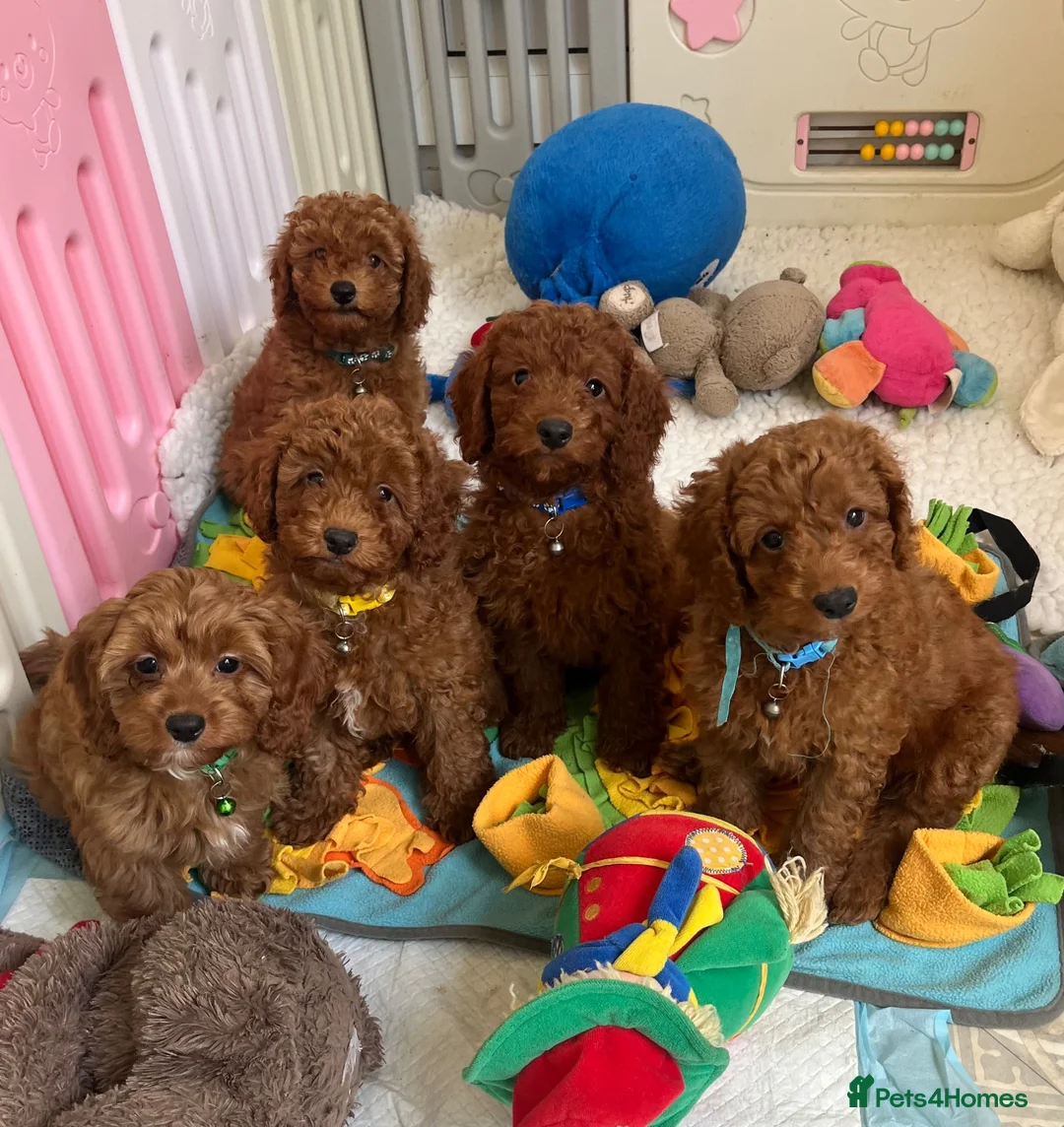 Cavapoo dogs for sale: Outstanding quality, F1b super dark red Cavapoo’s  - Advert 2