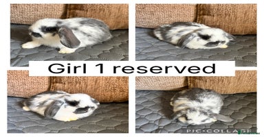 Mini Lop rabbits - Advert 8