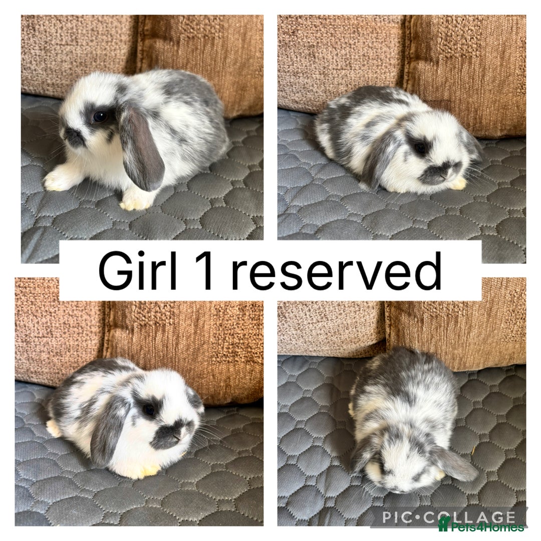 Mini Lop rabbits for sale: *ALL RESERVED* 6 baby mini lops ready to reserve  - Image 3