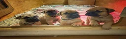 Bullmastiff dogs for sale: Beautiful Bullmastiff Puppies Exceptional Pedigree in Bracknell - Advert 1