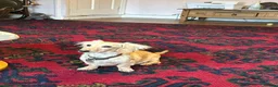 Miniature Dachshund dogs for sale: Beautiful long haired cream female health tested  - Advert 7