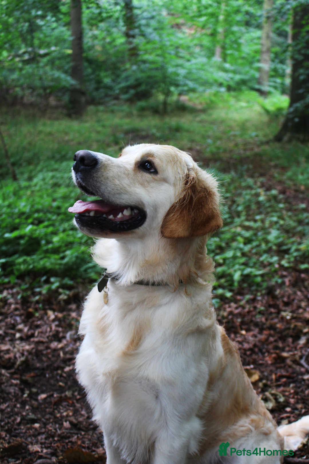 Golden Retriever dogs for stud: KC Cream Golden Retriever Stud - Champion Lines - Advert 2