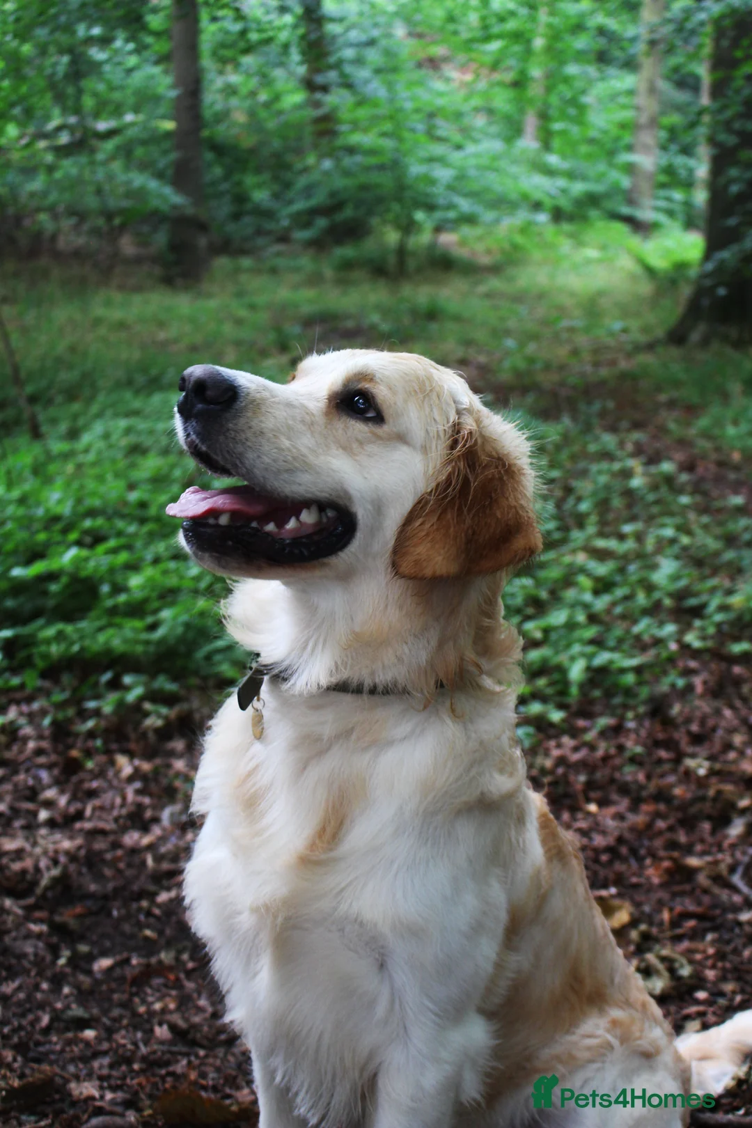 Golden Retriever dogs for stud: KC Cream Golden Retriever Stud - Champion Lines - Advert 2
