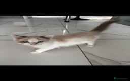 Ragdoll cats for sale: Ragdoll kittens  - Image 9