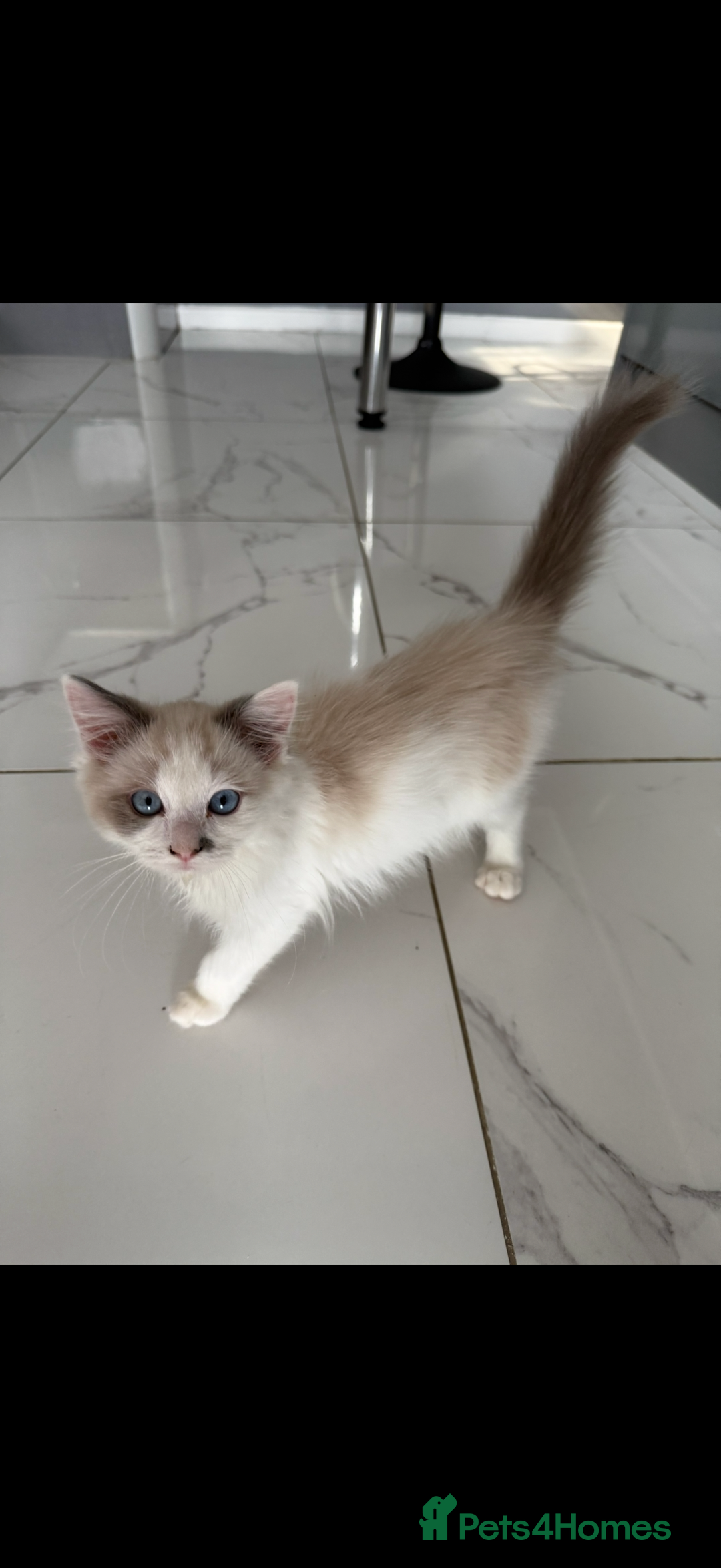 Ragdoll cats for sale: Ragdoll kittens  - Image 9