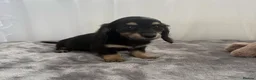 Miniature Dachshund dogs for sale: Beautiful long coat puppies ready now - Advert 10