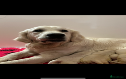 Golden Retriever dogs for sale: 4 Year Old Female Cream Golden Retriever  - Image 3