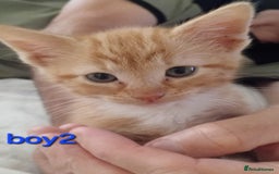 British Shorthair cats for sale: Last one left!  - Image 3