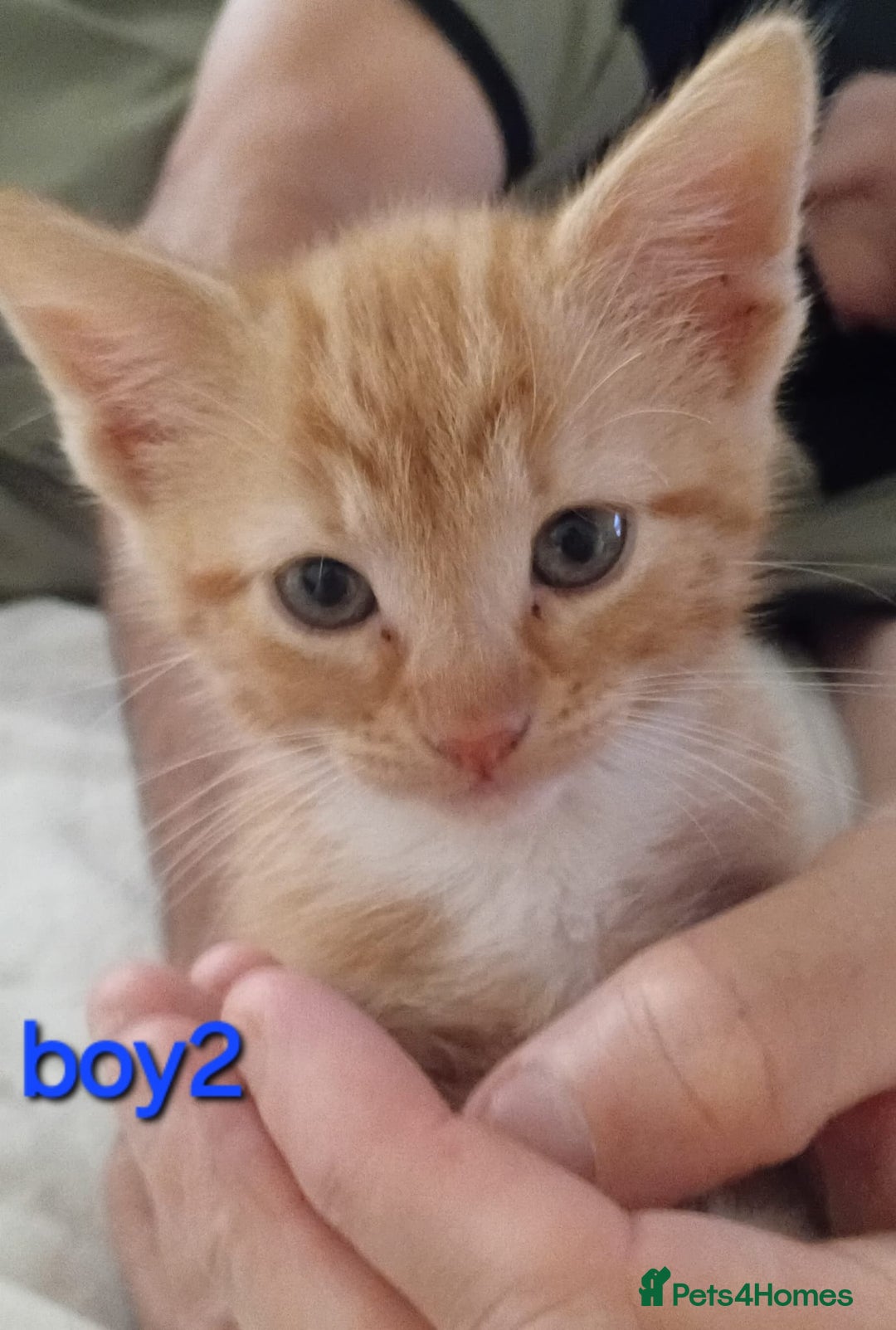 British Shorthair cats for sale: Last one left!  - Image 3