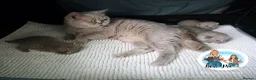 British Shorthair cats for sale: 3 Beautiful Lilac British short hair kittens  - Advert 23