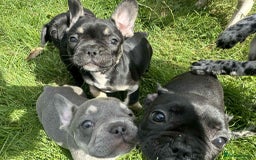 French Bulldog dogs for sale: French Bulldogs  - Image 29