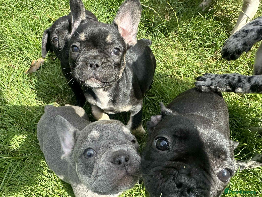 French Bulldog dogs for sale: French Bulldogs  - Image 29