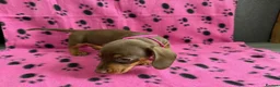 Miniature Dachshund dogs for sale: MINIATURE DACHSHUND PUPPIES FOR SALE  in Hereford - Advert 7