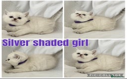 British Shorthair cats for sale: Gold and silver shaded GCCF kittens - Image 9