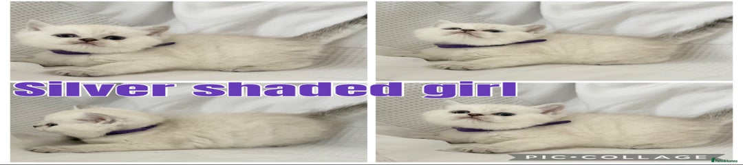 (Purple collar) silver shaded girl