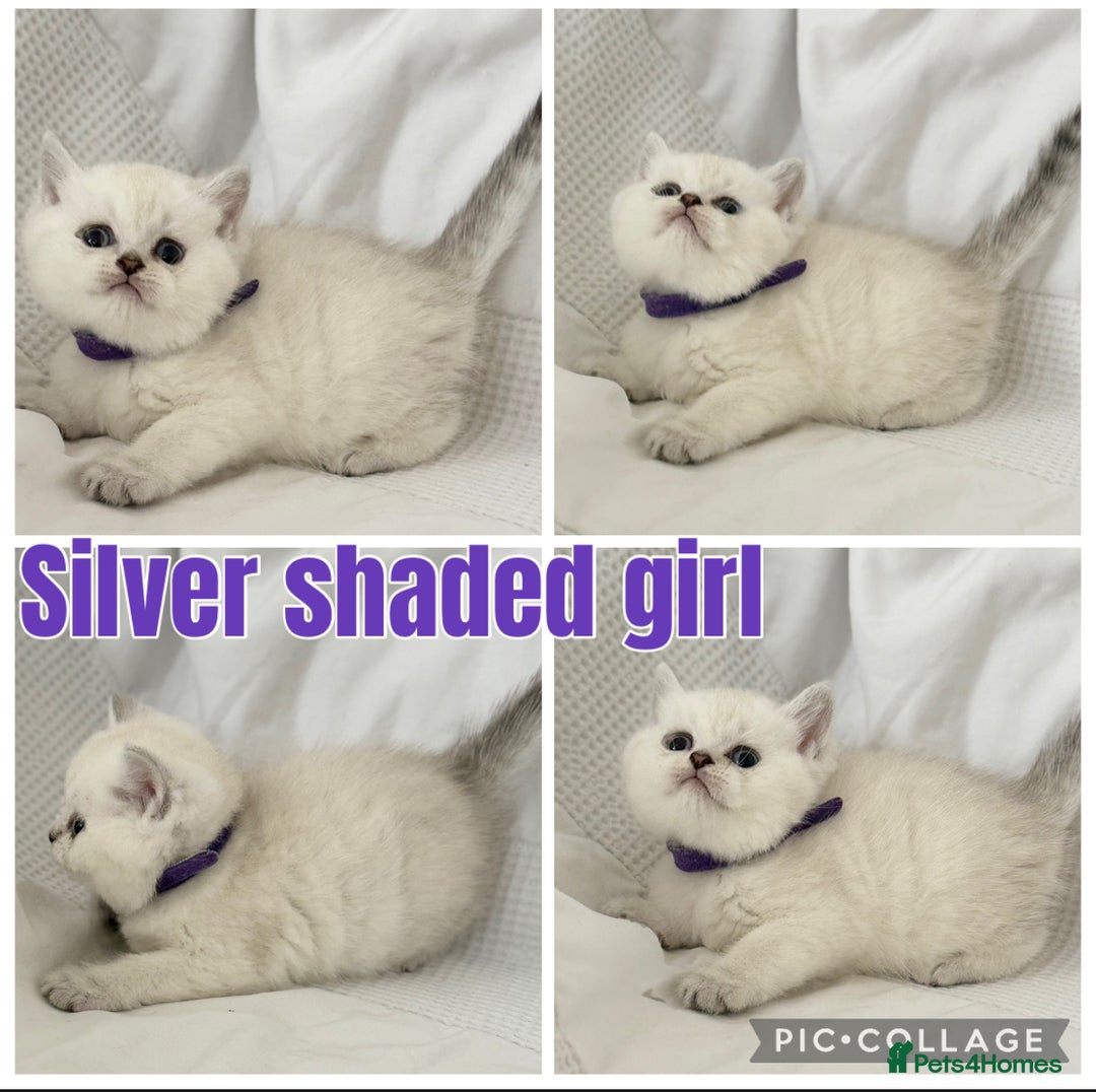 British Shorthair cats for sale: Gold and silver shaded GCCF kittens - Image 9
