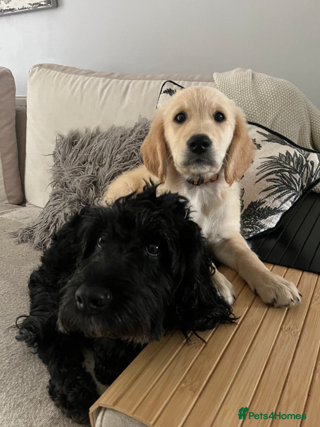 Mixed Breed dogs for sale: Beautiful Golden Cockapoo Retrieve puppies - Image 5