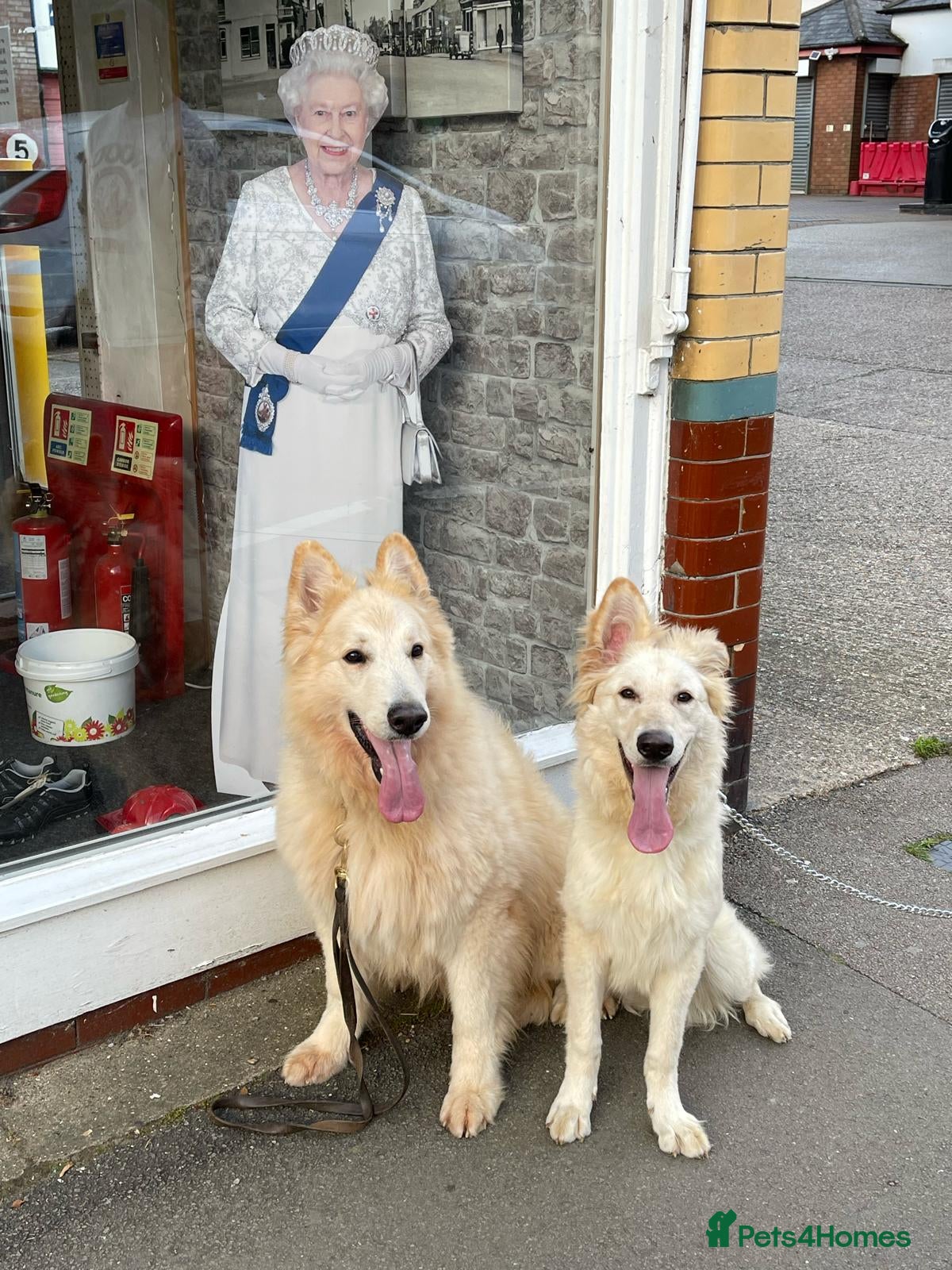 German Shepherd dogs German Shepherd Puppies  - Advert 5