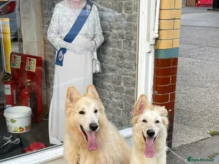 German Shepherd dogs German Shepherd Puppies - Advert 5