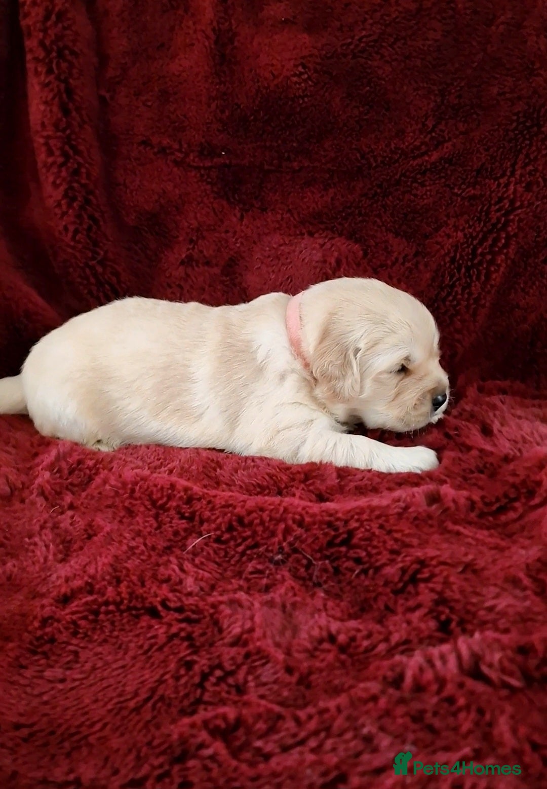 Golden Retriever dogs for sale: KC Registered Golden Retriever Puppies - Advert 5