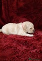 Golden Retriever Puppy Pink