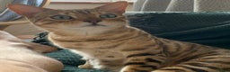 Bengal cats for sale: Beautiful Bengal Cat (male) - Advert 3