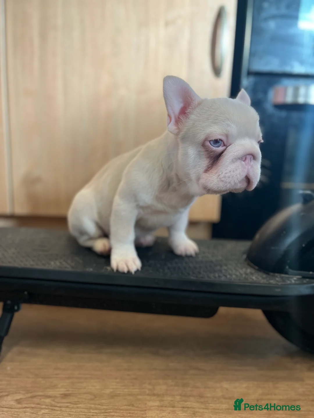 French Bulldog dogs for sale: French bulldog full pink, blue tan pink carrier  - Advert 19