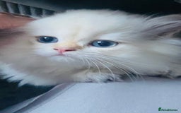 British Longhair cats for sale: ‼️🐾😍Colourpoint purebred BLH😻1 Left 🐱 - Advert 17