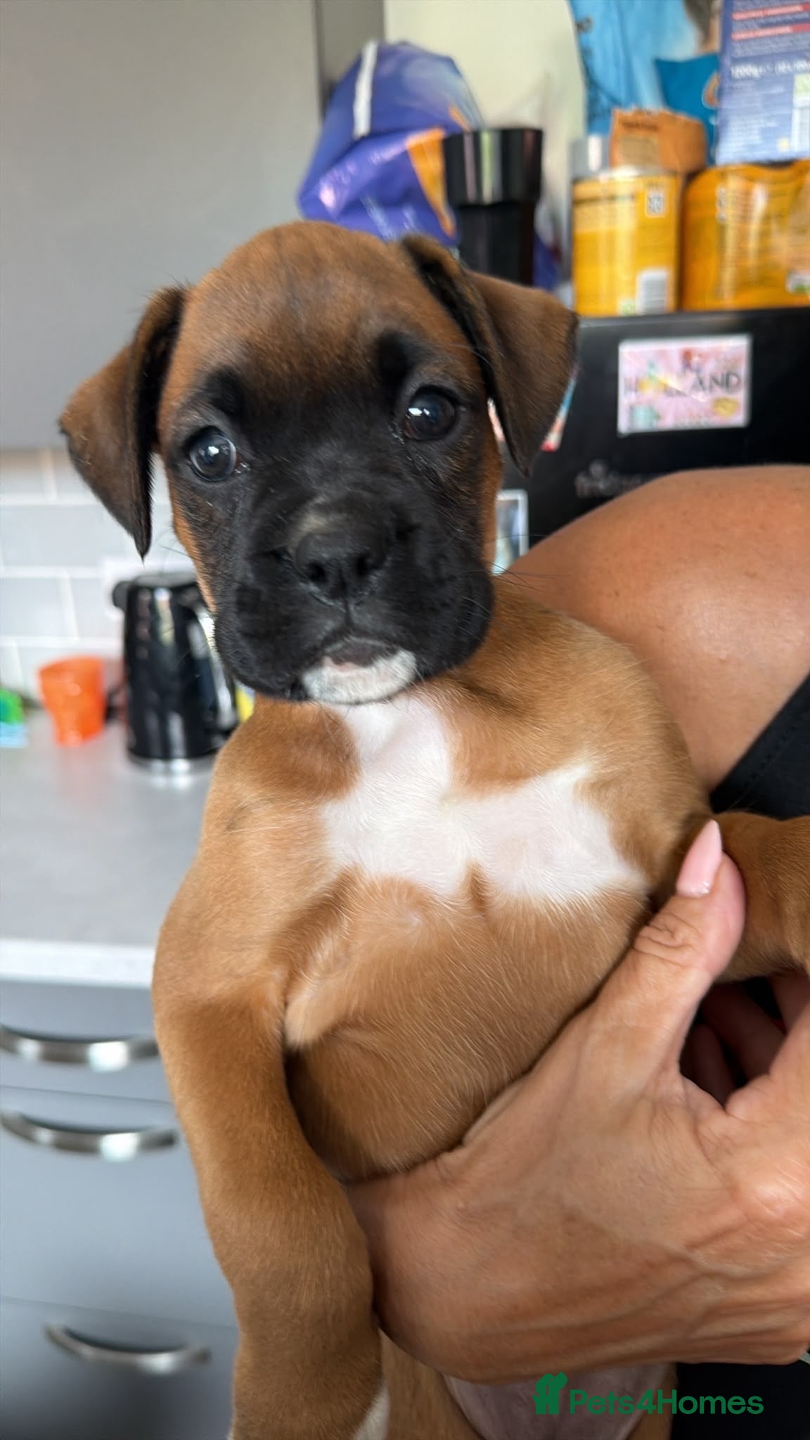 Boxer dogs Beautiful boxer puppy 🐶❤️ - Advert 2