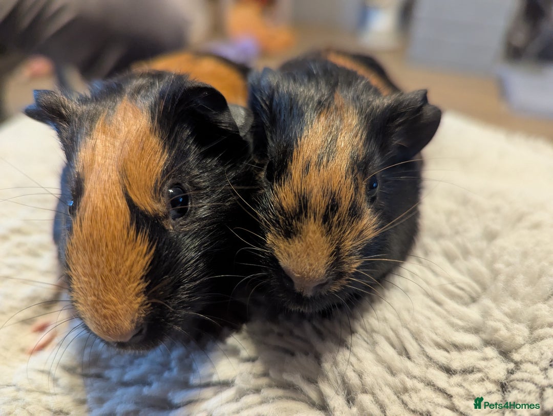 Guinea Pig rodents for sale: 6 gorgeous baby guinea pigs - Image 10