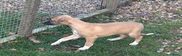 Whippet dogs for sale: Quality show/ Lure coursing girl - Advert 2