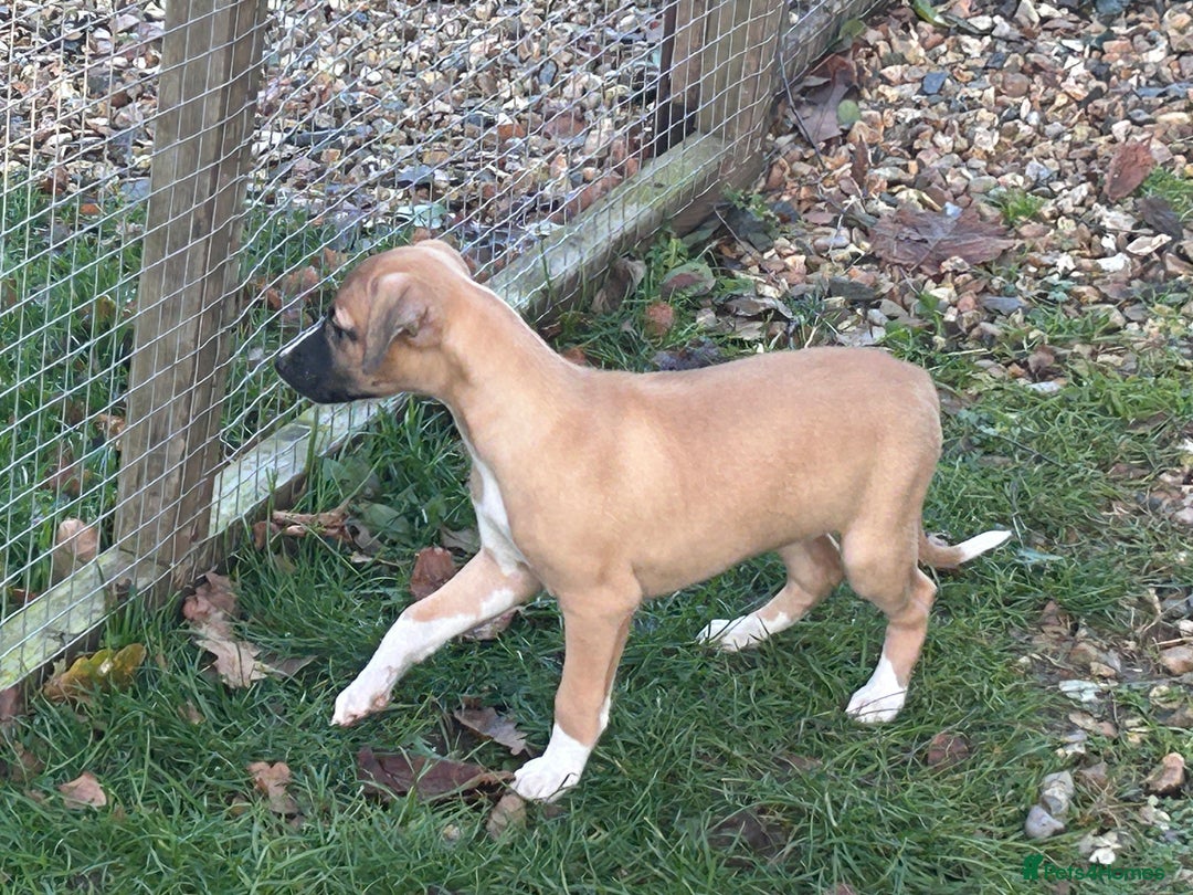 Whippet dogs for sale: Quality show/ Lure coursing girl - Advert 2