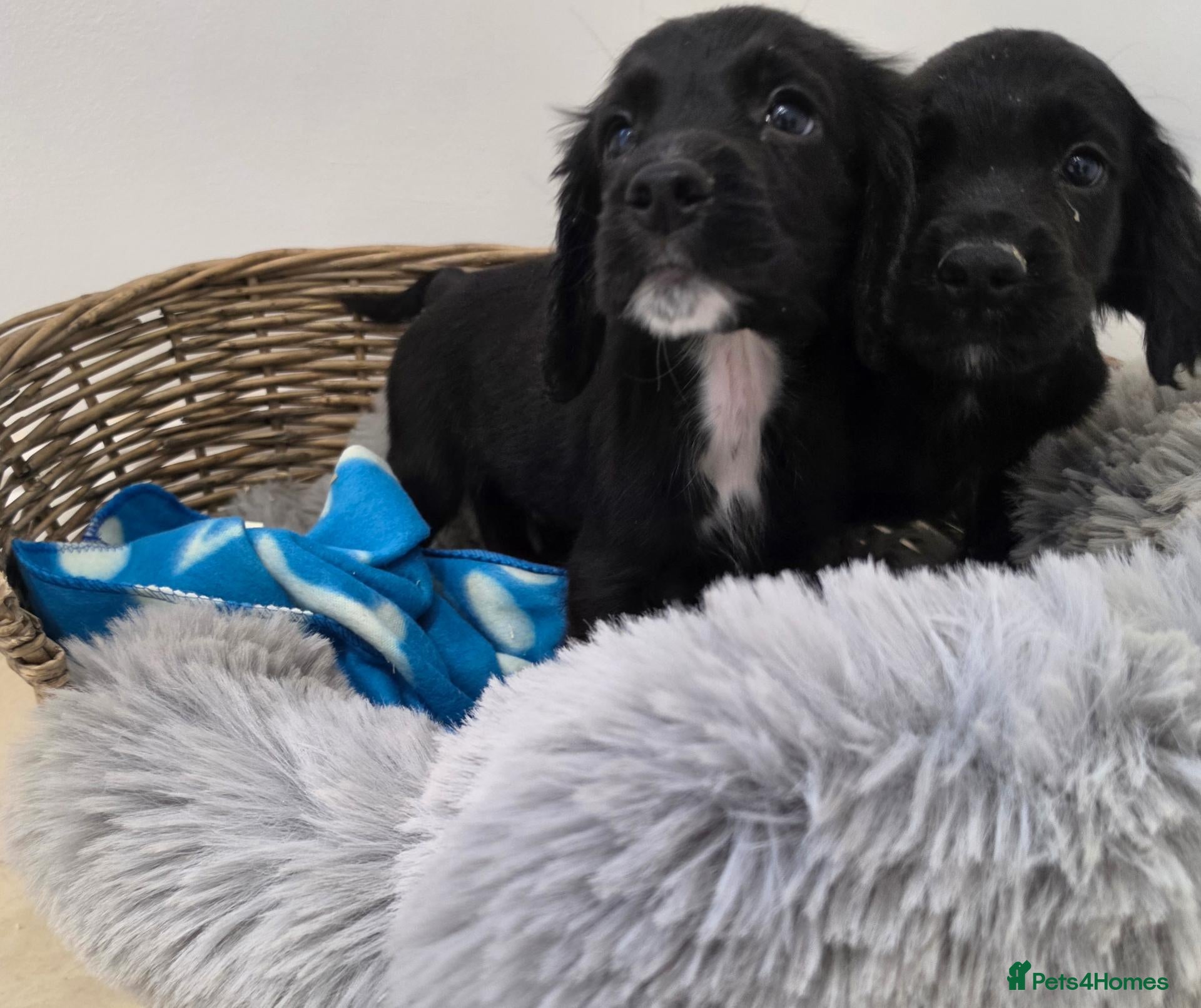 Cocker Spaniel dogs Working Type Cocker Spaniels - Advert 2