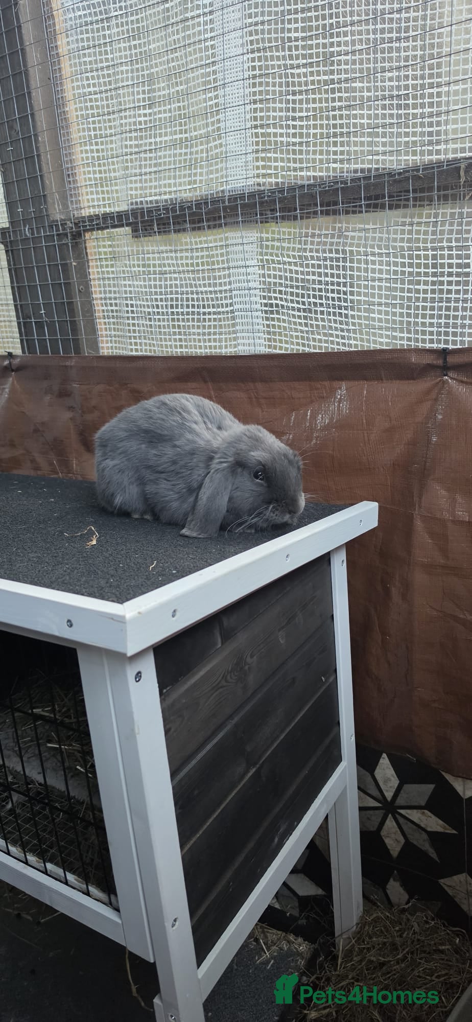 Mini Lop rabbits 2 male mi ilops - Advert 3