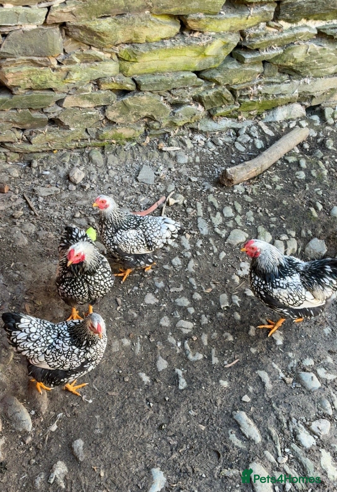 Chickens poultry Silver Laced Wyandotte Bantams - Advert 1