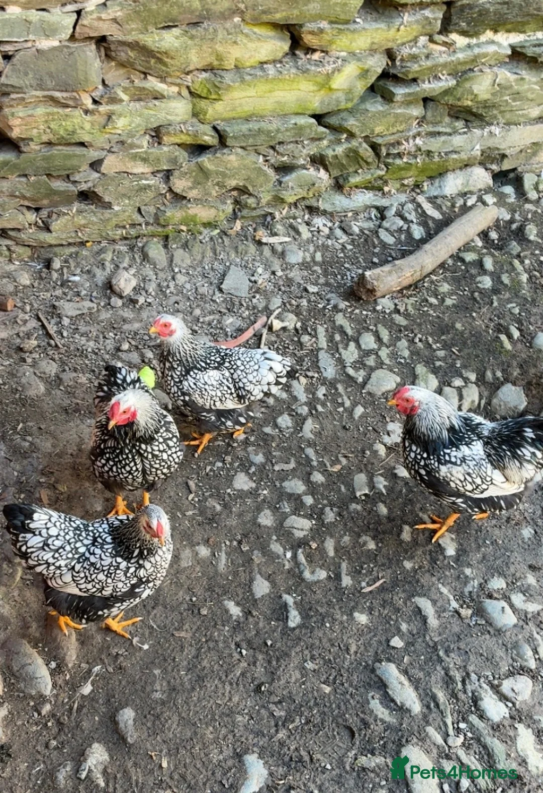 Chickens poultry for sale: Silver Laced Wyandotte Bantams - Advert 1