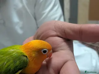 Lovebirds birds Hand Tamed Baby Love Birds🦜 - Advert 5