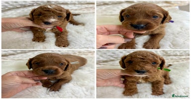 Cavapoo dogs - Advert 8